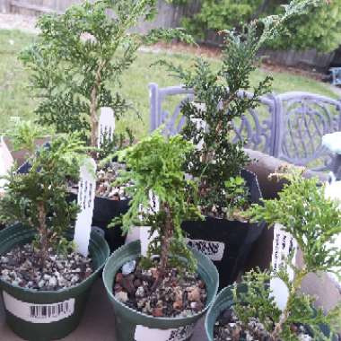 Wes's garden