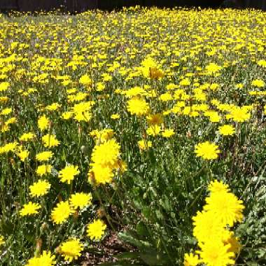 Mountain Dandelion