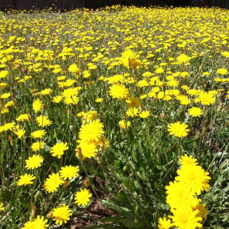 plant image 1072782