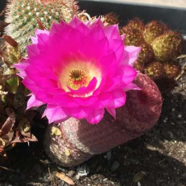 Wes's garden