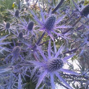 Wes's garden