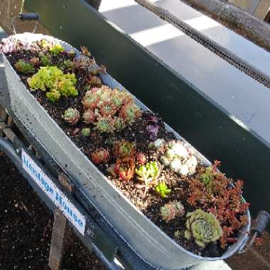 Wes's garden
