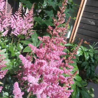 Wes's garden