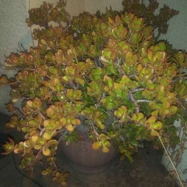 Wes's garden