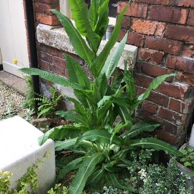 Dawn's garden