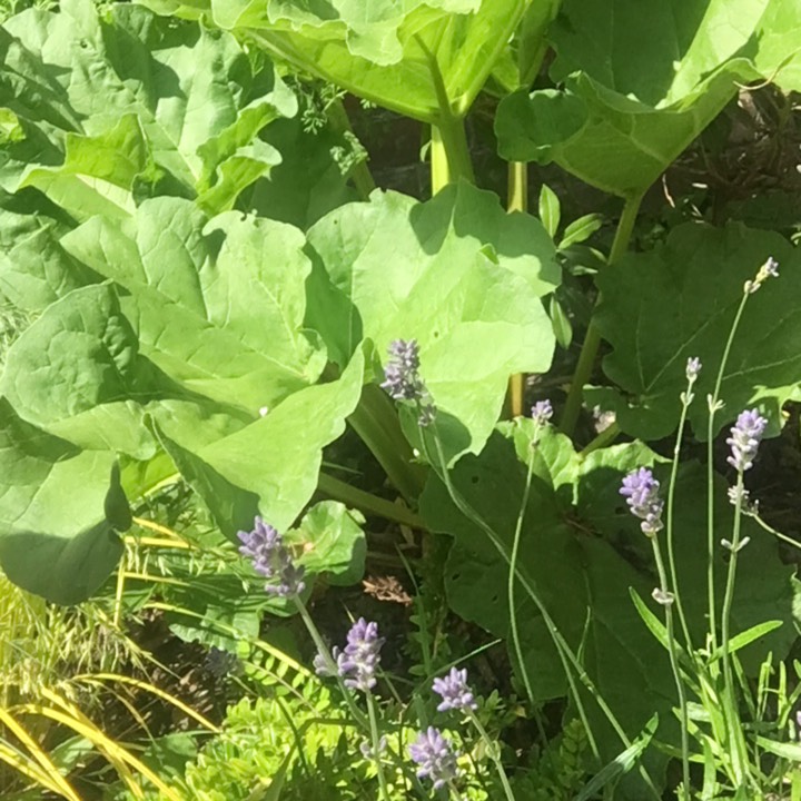 plant image 1080693