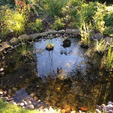 Dawn's garden