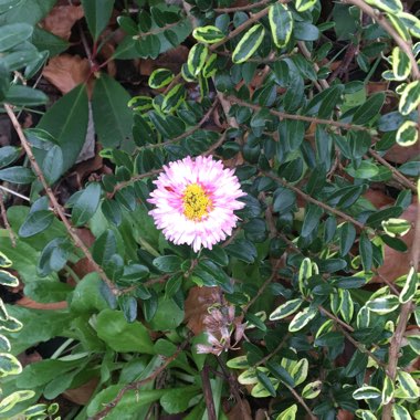 Daisy