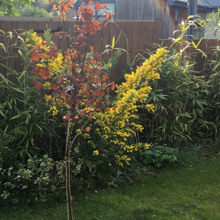 Plant image Acer platanoides 'Crimson King'