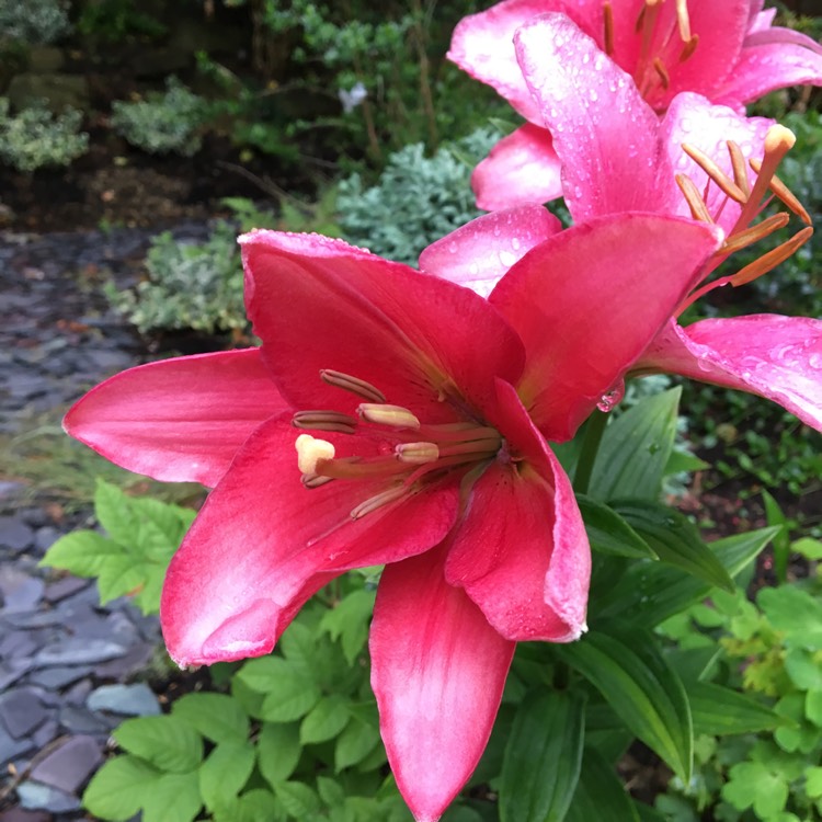 plant image 475260