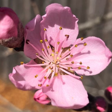 Prunus persica