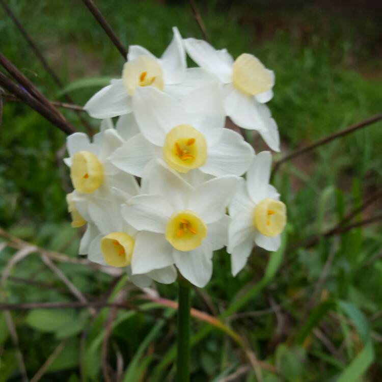 Plant image Narcissus 'Grand Primo Citroniere' syn. Narcissus 'Citrina'