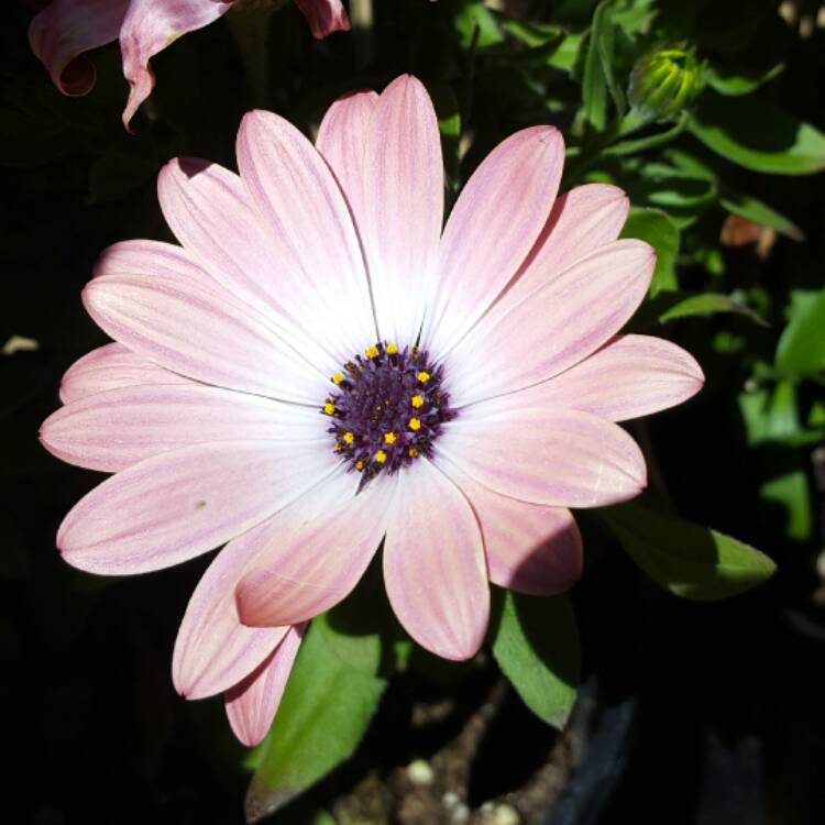 plant image 373289 plant image 373289