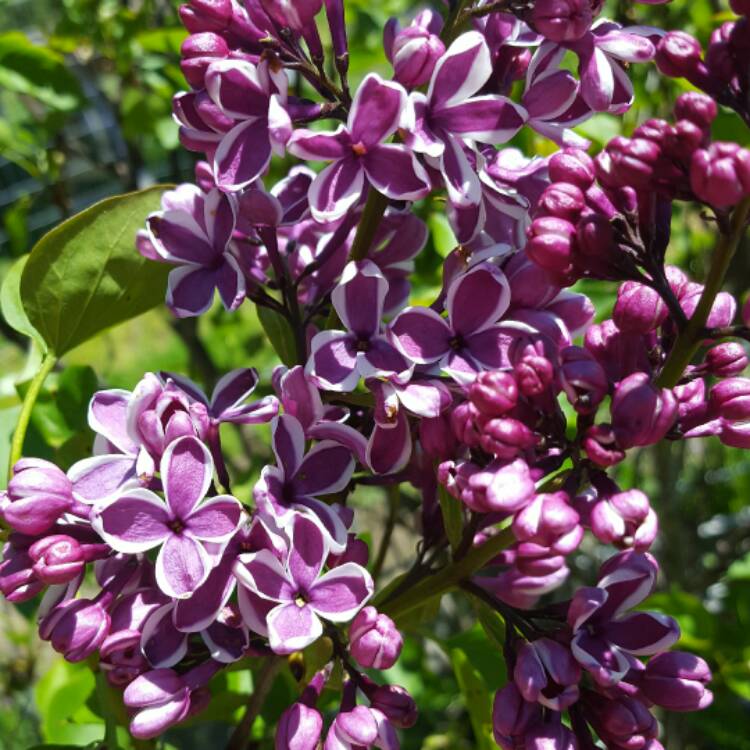 Сирень сенсация фото и описание цена. Syringa vulgaris Sensation. Syringa vulgaris сенсация. Сирень вульгарис сенсейшен. Сирень обыкновенная Sensation.