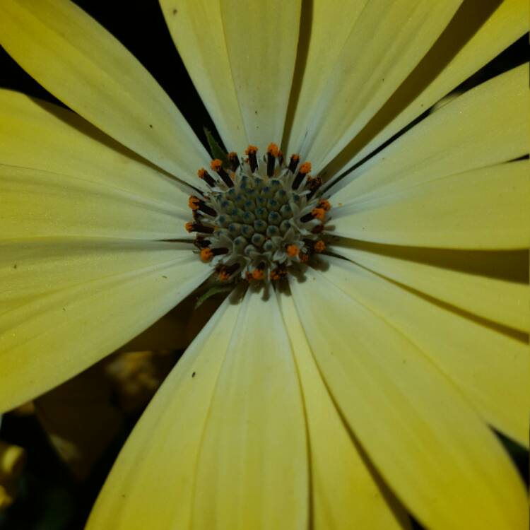 plant image 383355 plant image 383355