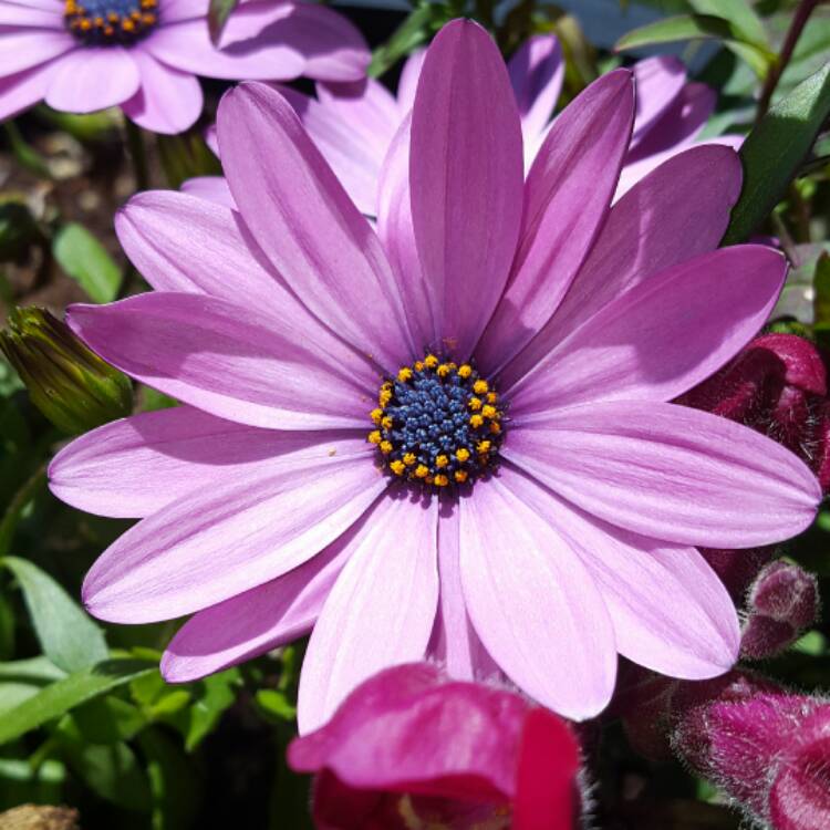 plant image 400964 plant image 400964