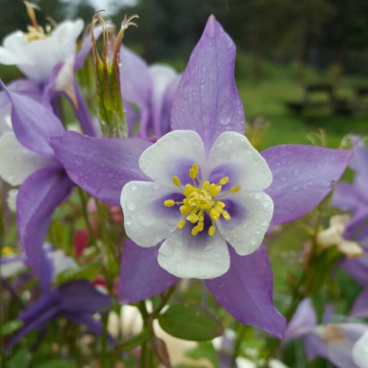 Plant image Aquilegia 'Blue Star'
