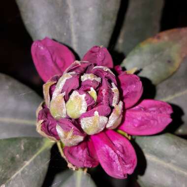 Rhododendron 'Lord Roberts'