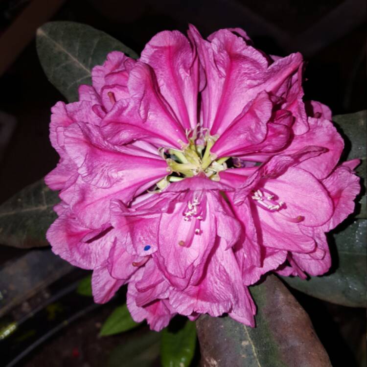 Plant image Rhododendron 'Lord Roberts'