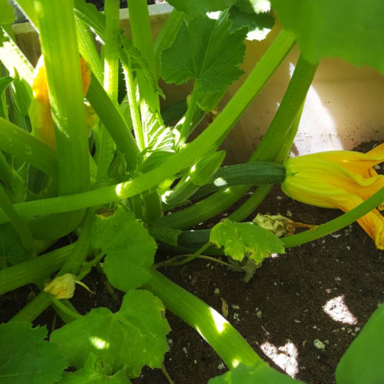 Plant image Cucurbita Pepo var. Cylindrica 'Black Beauty'