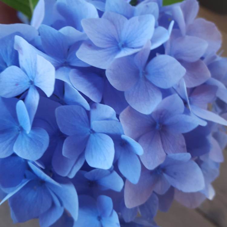 plant image 468948