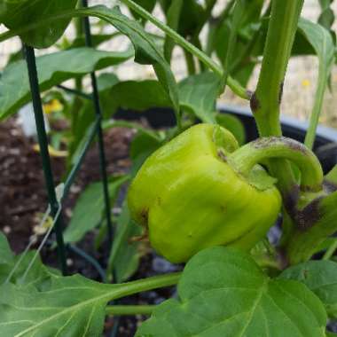 Capsicum