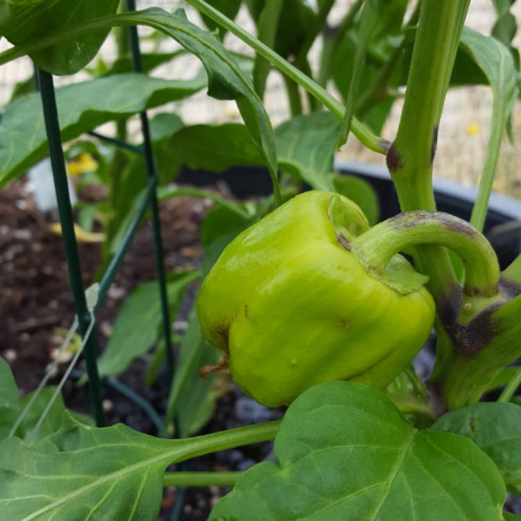 plant image 491971