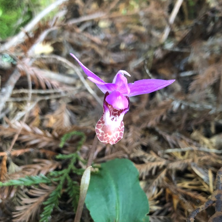 plant image 647128