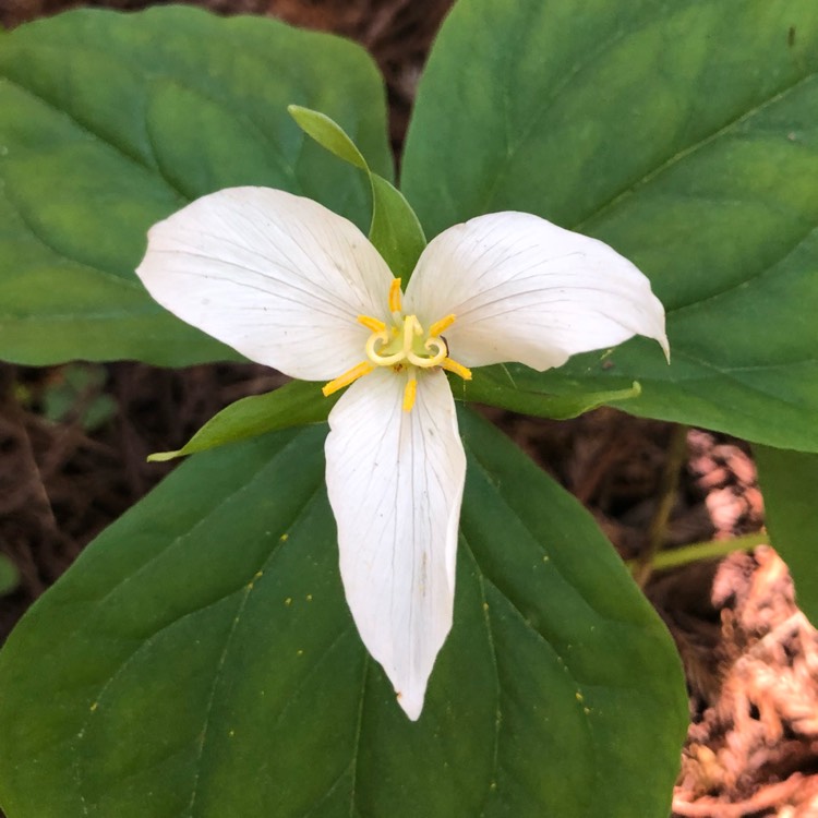 plant image 647133 plant image 647133
