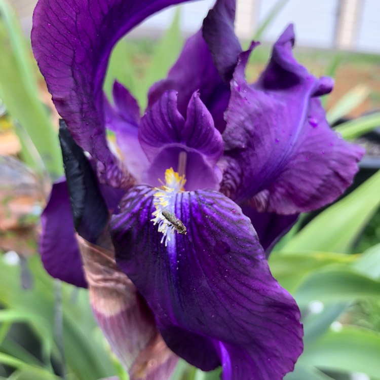Plant image Iris x germanica 'Black Dragon'