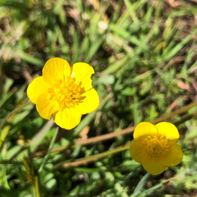 How to grow and care for persian buttercups