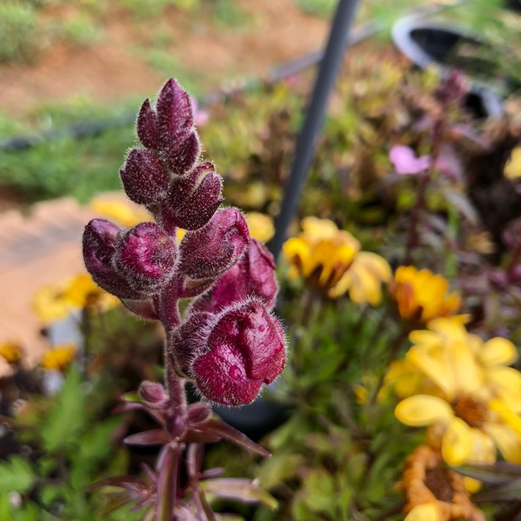 Plant image Angelonia