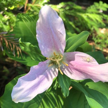 Trillium ovatum