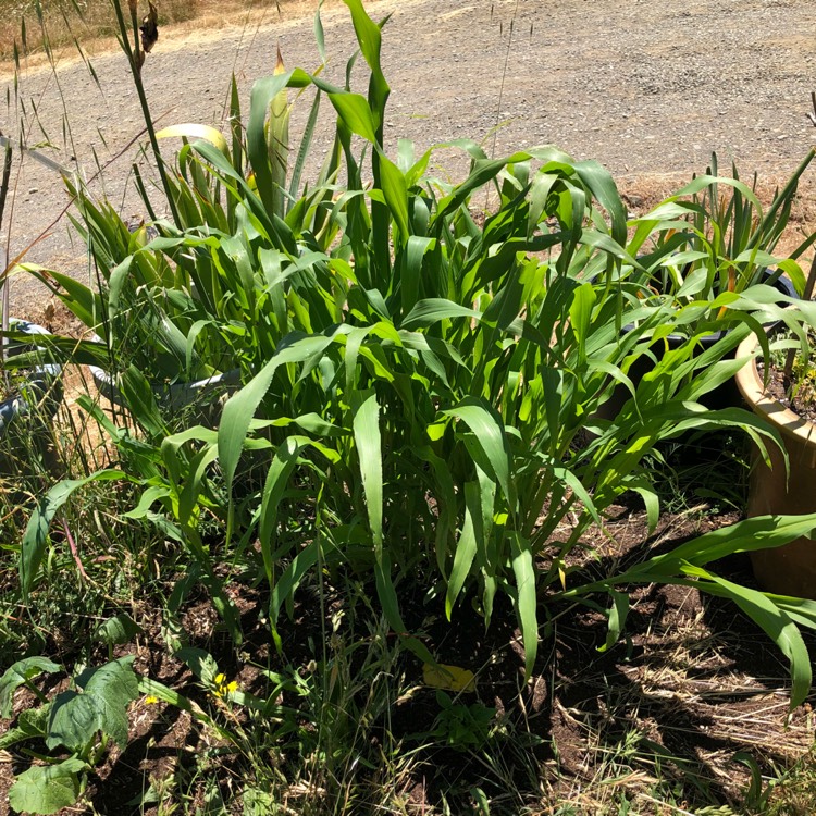 Plant image Zea mays 'Amaize'