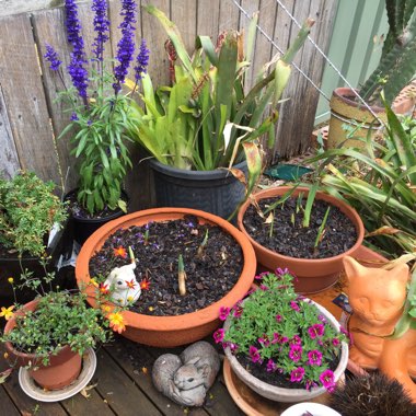 Lyn's garden