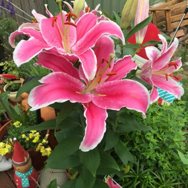 Lily 'Marlon' (Oriental)