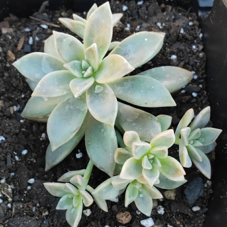 plant image 1087260 plant image 1087260
