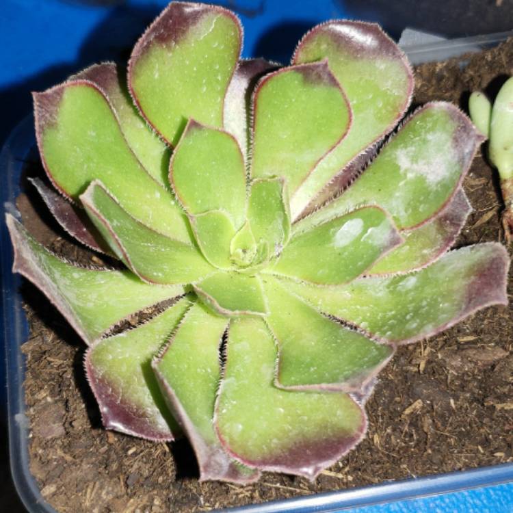 plant image 1087318 plant image 1087318