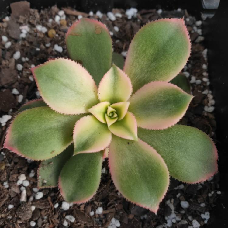 plant image 1088534 plant image 1088534