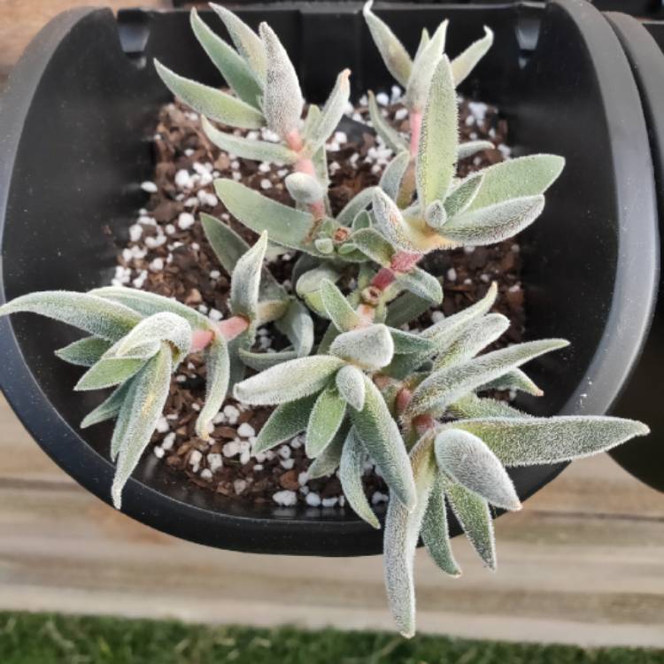 plant image 1088564 plant image 1088564