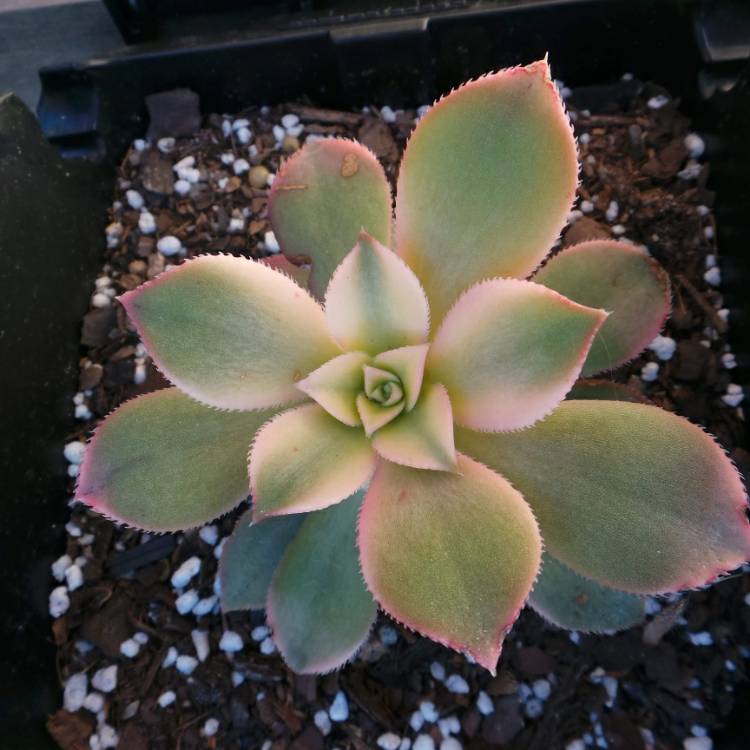 plant image 1096163 plant image 1096163