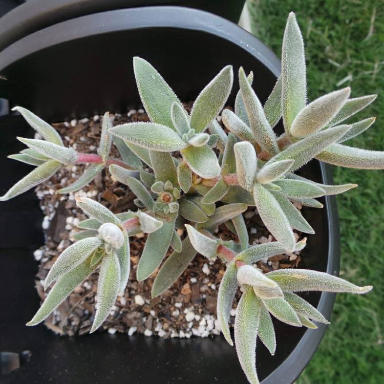 plant image 1096245 plant image 1096245