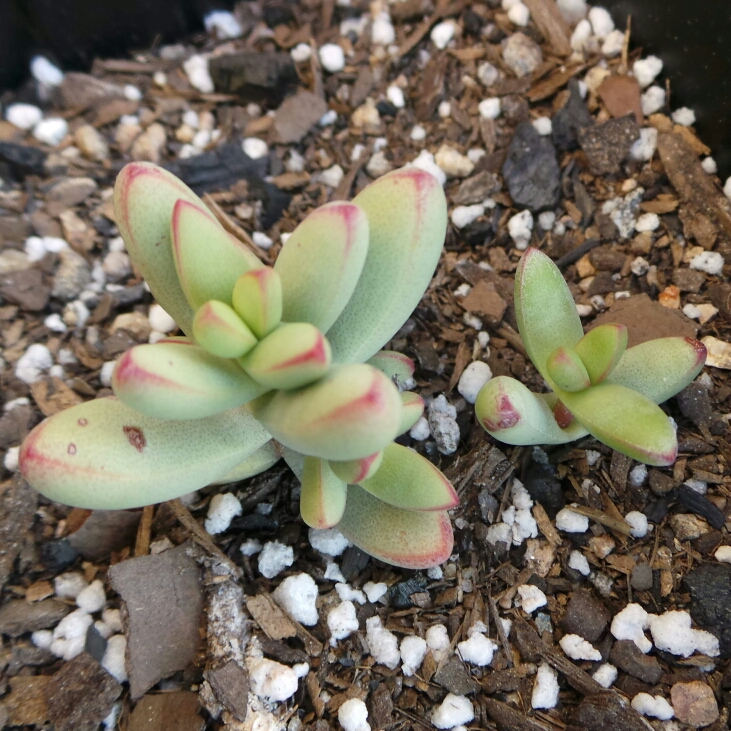 plant image 1096246 plant image 1096246