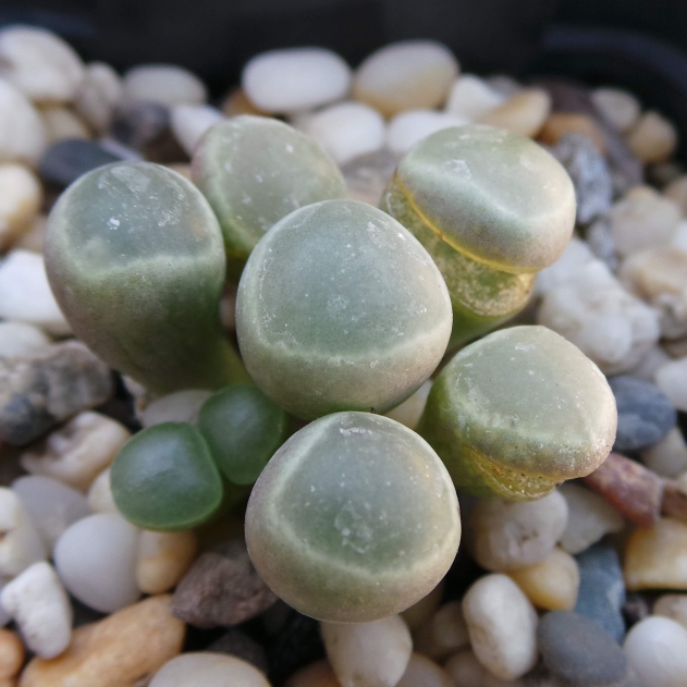 plant image 1096284 plant image 1096284