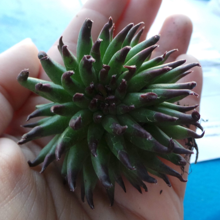 plant image 1107532