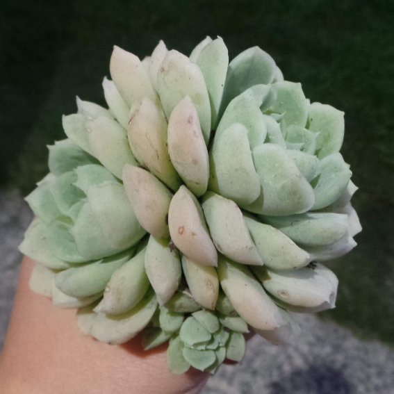 Plant image Echeveria Lindsayana x Albicans