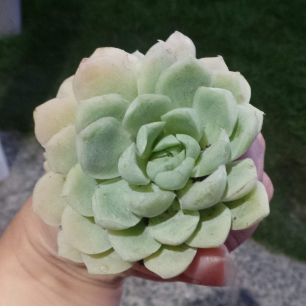 Plant image Echeveria Lindsayana x Albicans