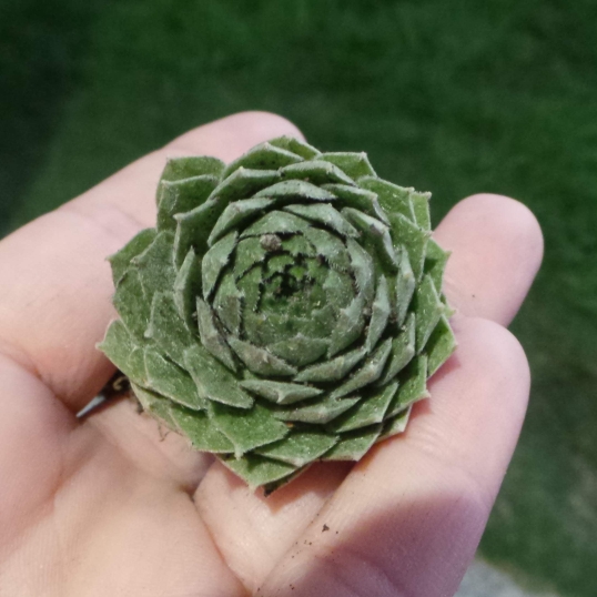 plant image 1107565