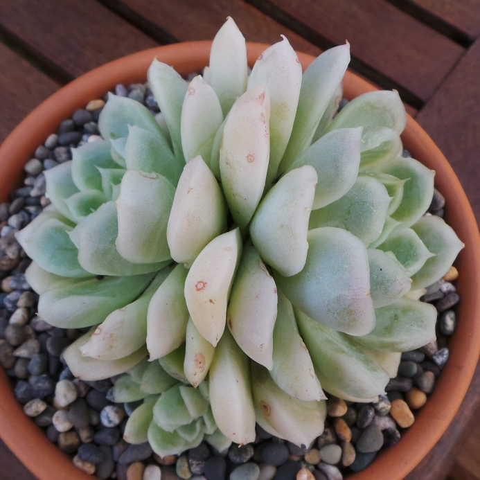 Plant image Echeveria Lindsayana x Albicans