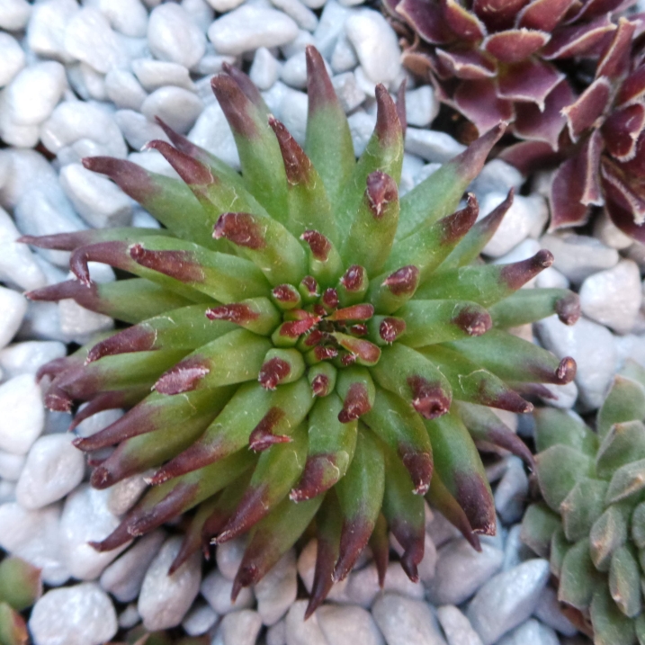 plant image 1120861